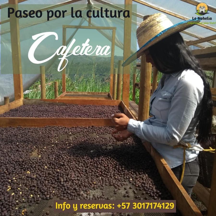 חריקו Chalet Ecoturismo La Nohelia מראה חיצוני תמונה